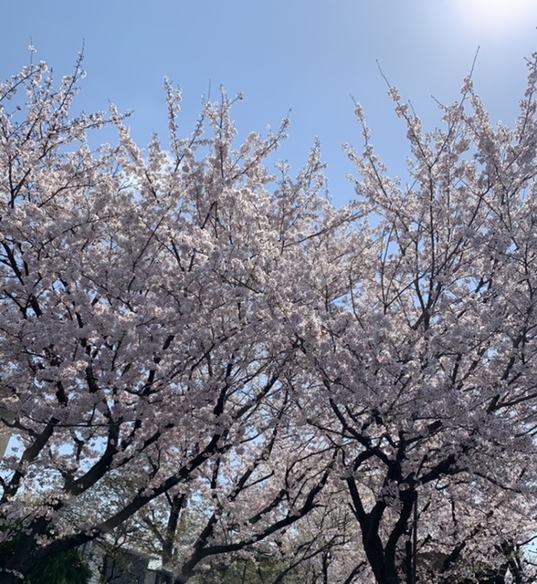 ジムの近くにある桜